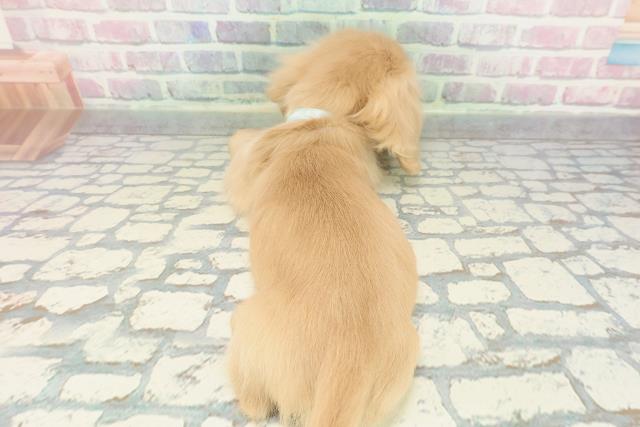 千葉県のミニチュアダックスフンド(ロング) (Coo&RIKU流山店/2025年12月8日生まれ/男の子/イエロー)の子犬の4枚目の画像