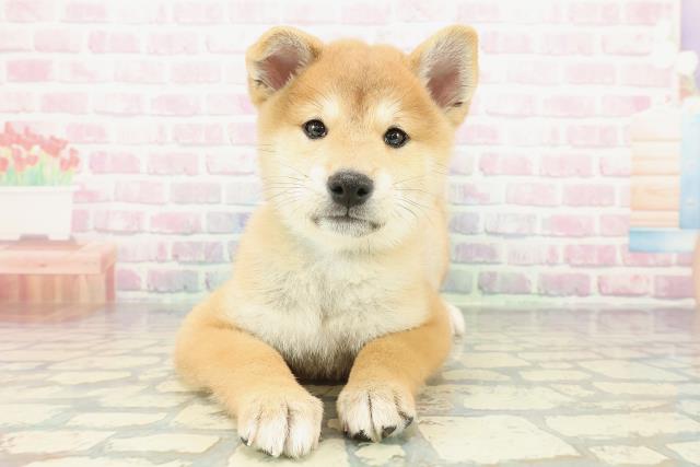 神奈川県の柴犬(標準サイズ) (Coo&RIKU相模原店/2025年12月15日生まれ/男の子/赤)の子犬の1枚目の画像