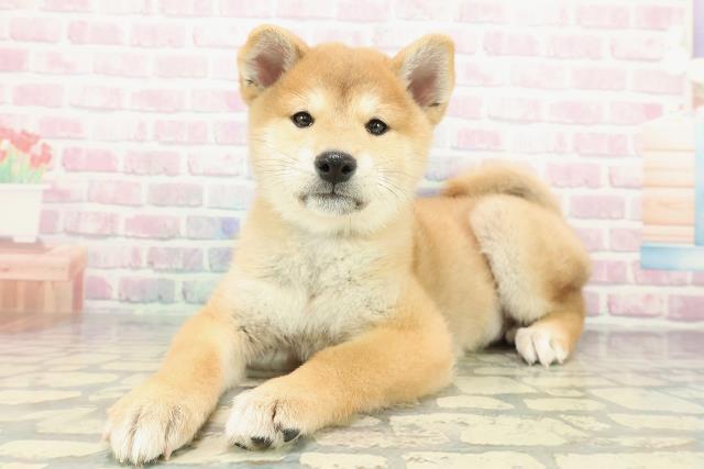 神奈川県の柴犬(標準サイズ) (Coo&RIKU相模原店/2025年12月15日生まれ/男の子/赤)の子犬の2枚目の画像