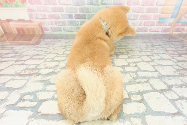 神奈川県の柴犬(標準サイズ) (Coo&RIKU相模原店/2025年12月15日生まれ/男の子/赤)の子犬の4枚目の画像