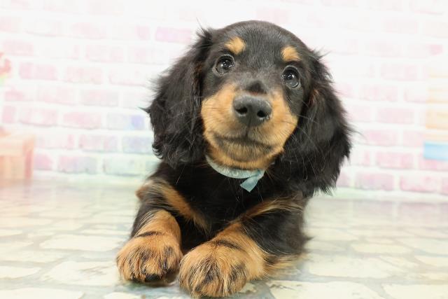 千葉県のミニチュアダックスフンド(ロング) (Coo&RIKUアクロスモール新鎌ケ谷店/2025年12月17日生まれ/男の子/ブラックタン)の子犬の1枚目の画像