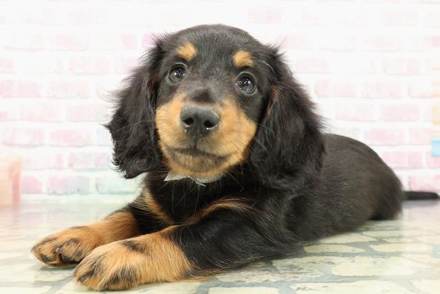 千葉県のミニチュアダックスフンド(ロング) (Coo&RIKUアクロスモール新鎌ケ谷店/2025年12月17日生まれ/男の子/ブラックタン)の子犬の2枚目の画像