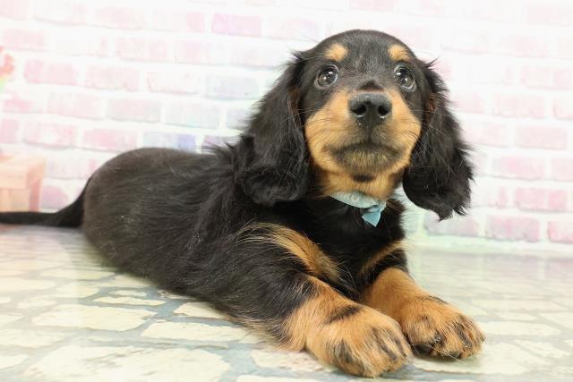 千葉県のミニチュアダックスフンド(ロング) (Coo&RIKUアクロスモール新鎌ケ谷店/2025年12月17日生まれ/男の子/ブラックタン)の子犬の3枚目の画像