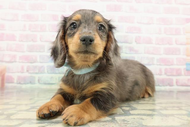 栃木県のミニチュアダックスフンド(ロング) (Coo&RIKUFKDインターパーク店/2025年12月17日生まれ/男の子/シルバーダップル)の子犬の2枚目の画像