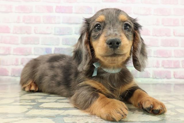 栃木県のミニチュアダックスフンド(ロング) (Coo&RIKUFKDインターパーク店/2025年12月17日生まれ/男の子/シルバーダップル)の子犬の3枚目の画像