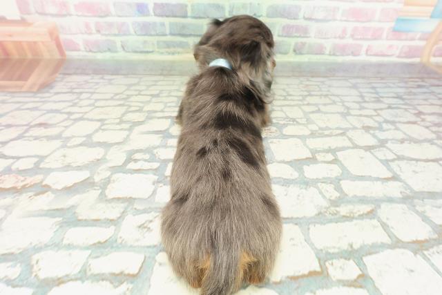 栃木県のミニチュアダックスフンド(ロング) (Coo&RIKUFKDインターパーク店/2025年12月17日生まれ/男の子/シルバーダップル)の子犬の4枚目の画像