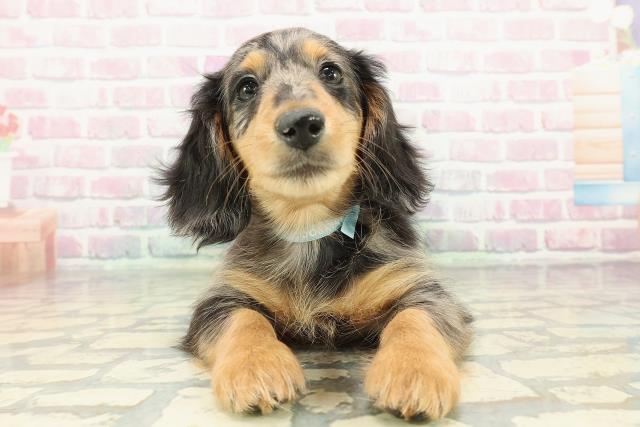 埼玉県のミニチュアダックスフンド(ロング) (Coo&RIKU川越店/2025年12月17日生まれ/男の子/シルバーダップル)の子犬の1枚目の画像