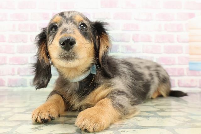 埼玉県のミニチュアダックスフンド(ロング) (Coo&RIKU川越店/2025年12月17日生まれ/男の子/シルバーダップル)の子犬の2枚目の画像