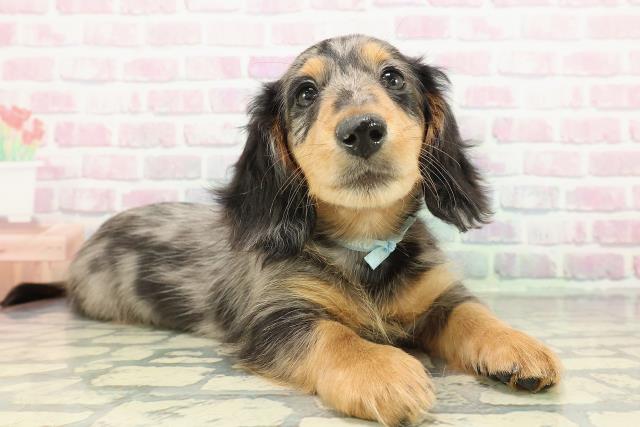 埼玉県のミニチュアダックスフンド(ロング) (Coo&RIKU川越店/2025年12月17日生まれ/男の子/シルバーダップル)の子犬の3枚目の画像