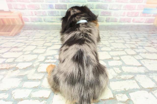 埼玉県のミニチュアダックスフンド(ロング) (Coo&RIKU川越店/2025年12月17日生まれ/男の子/シルバーダップル)の子犬の4枚目の画像