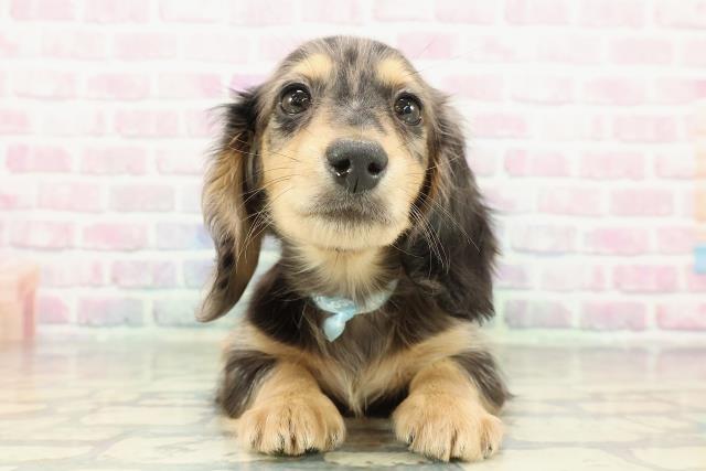 東京都のミニチュアダックスフンド(ロング) (Coo&RIKU江戸川店/2025年12月17日生まれ/男の子/シルバーダップル)の子犬の1枚目の画像