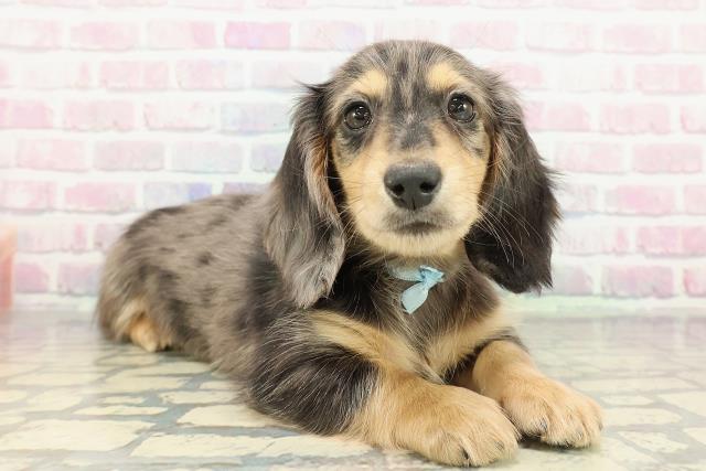 東京都のミニチュアダックスフンド(ロング) (Coo&RIKU江戸川店/2025年12月17日生まれ/男の子/シルバーダップル)の子犬の3枚目の画像