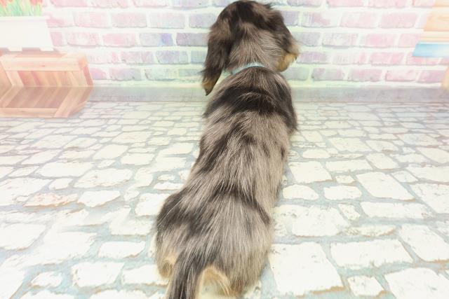 東京都のミニチュアダックスフンド(ロング) (Coo&RIKU江戸川店/2025年12月17日生まれ/男の子/シルバーダップル)の子犬の4枚目の画像