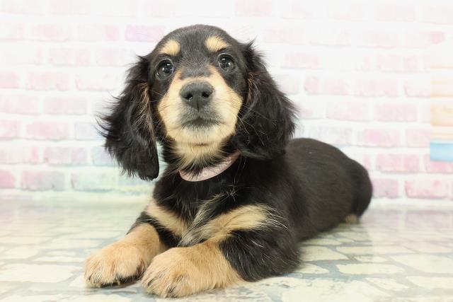 千葉県のミニチュアダックスフンド(ロング) (Coo&RIKU流山店/2025年12月17日生まれ/女の子/ブラックタン)の子犬の2枚目の画像