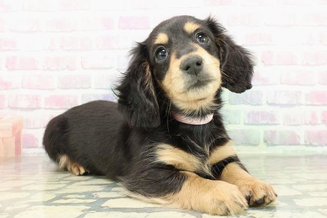 千葉県のミニチュアダックスフンド(ロング) (Coo&RIKU流山店/2025年12月17日生まれ/女の子/ブラックタン)の子犬の3枚目の画像