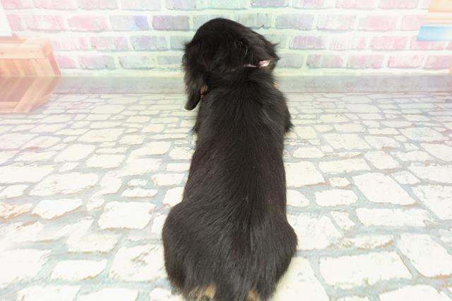 千葉県のミニチュアダックスフンド(ロング) (Coo&RIKU流山店/2025年12月17日生まれ/女の子/ブラックタン)の子犬の4枚目の画像