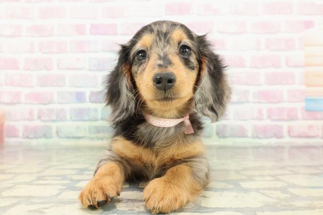 栃木県のミニチュアダックスフンド(ロング) (Coo&RIKU宇都宮店/2025年12月17日生まれ/女の子/シルバーダップル)の子犬の1枚目の画像