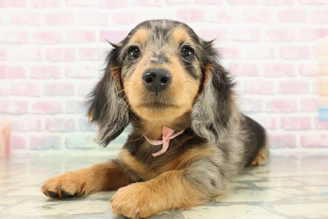 栃木県のミニチュアダックスフンド(ロング) (Coo&RIKU宇都宮店/2025年12月17日生まれ/女の子/シルバーダップル)の子犬の2枚目の画像