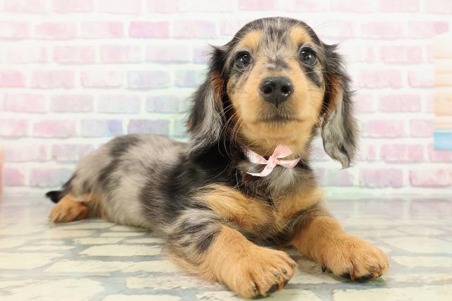 栃木県のミニチュアダックスフンド(ロング) (Coo&RIKU宇都宮店/2025年12月17日生まれ/女の子/シルバーダップル)の子犬の3枚目の画像