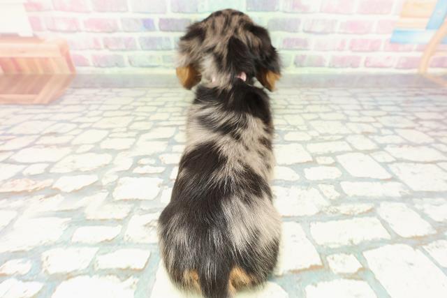 栃木県のミニチュアダックスフンド(ロング) (Coo&RIKU宇都宮店/2025年12月17日生まれ/女の子/シルバーダップル)の子犬の4枚目の画像