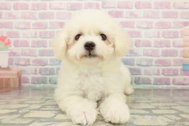 静岡県のビションフリーゼ (Coo&RIKU藤枝店/2025年12月18日生まれ/男の子/ホワイト)の子犬の1枚目の画像