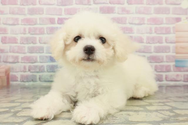 静岡県のビションフリーゼ (Coo&RIKU藤枝店/2025年12月18日生まれ/男の子/ホワイト)の子犬の2枚目の画像