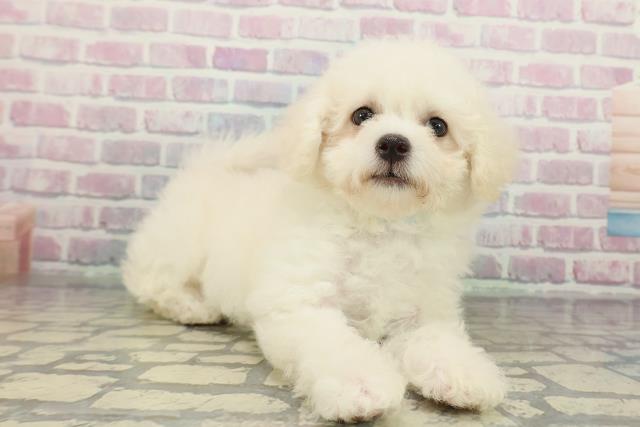 静岡県のビションフリーゼ (Coo&RIKU藤枝店/2025年12月18日生まれ/男の子/ホワイト)の子犬の3枚目の画像