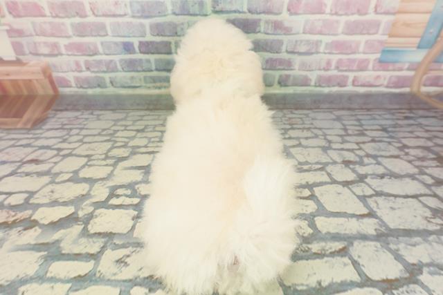 静岡県のビションフリーゼ (Coo&RIKU藤枝店/2025年12月18日生まれ/男の子/ホワイト)の子犬の4枚目の画像