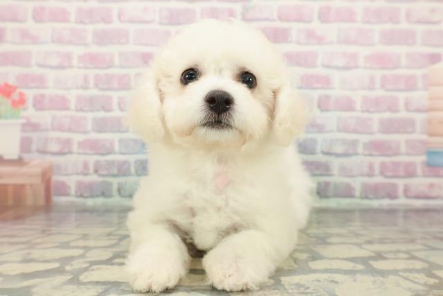 静岡県のビションフリーゼ (Coo&RIKU掛川店/2025年12月18日生まれ/女の子/ホワイト)の子犬の1枚目の画像