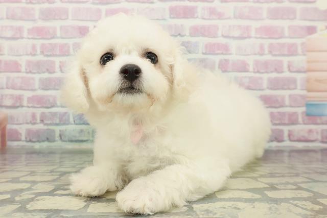 静岡県のビションフリーゼ (Coo&RIKU掛川店/2025年12月18日生まれ/女の子/ホワイト)の子犬の2枚目の画像