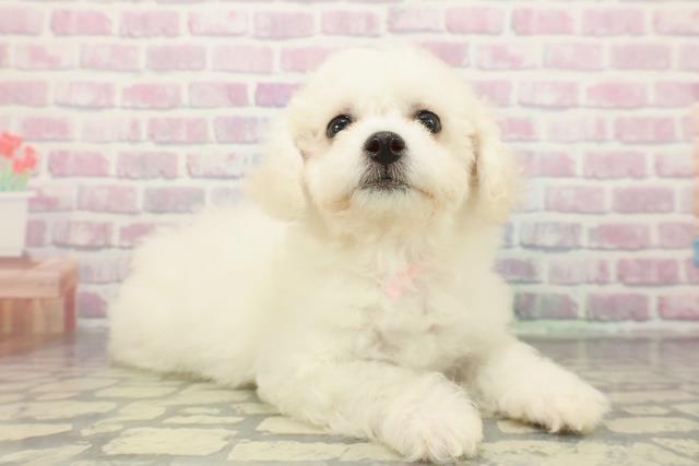 静岡県のビションフリーゼ (Coo&RIKU掛川店/2025年12月18日生まれ/女の子/ホワイト)の子犬の3枚目の画像