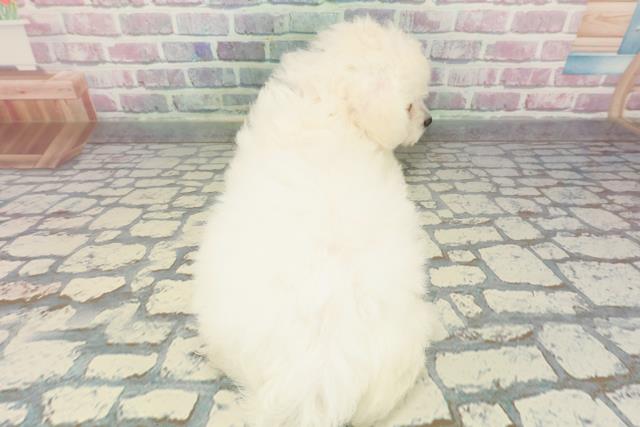 静岡県のビションフリーゼ (Coo&RIKU掛川店/2025年12月18日生まれ/女の子/ホワイト)の子犬の4枚目の画像