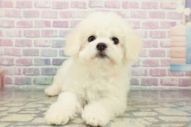 北海道のビションフリーゼ (Coo&RIKU札幌東店/2025年12月18日生まれ/女の子/ホワイト)の子犬の1枚目の画像