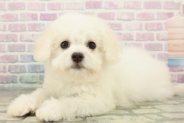 北海道のビションフリーゼ (Coo&RIKU札幌東店/2025年12月18日生まれ/女の子/ホワイト)の子犬の2枚目の画像