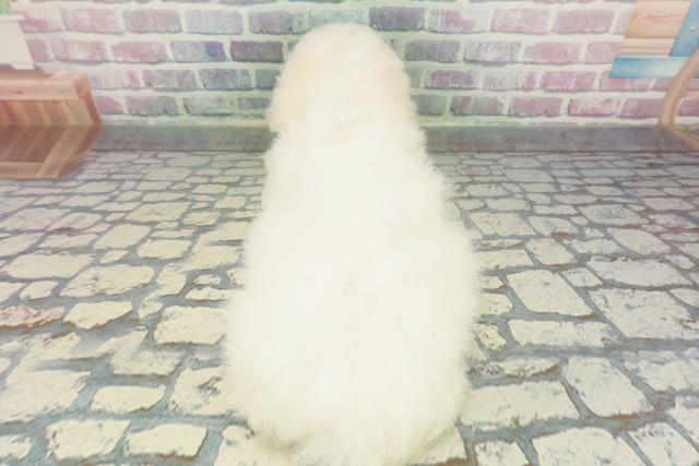 北海道のビションフリーゼ (Coo&RIKU札幌東店/2025年12月18日生まれ/女の子/ホワイト)の子犬の4枚目の画像