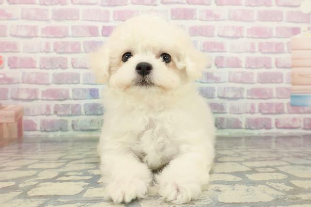 千葉県のビションフリーゼ (Coo&RIKU南柏店/2025年12月18日生まれ/女の子/ホワイト)の子犬の1枚目の画像