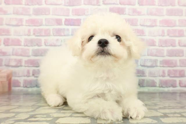 千葉県のビションフリーゼ (Coo&RIKU南柏店/2025年12月18日生まれ/女の子/ホワイト)の子犬の3枚目の画像