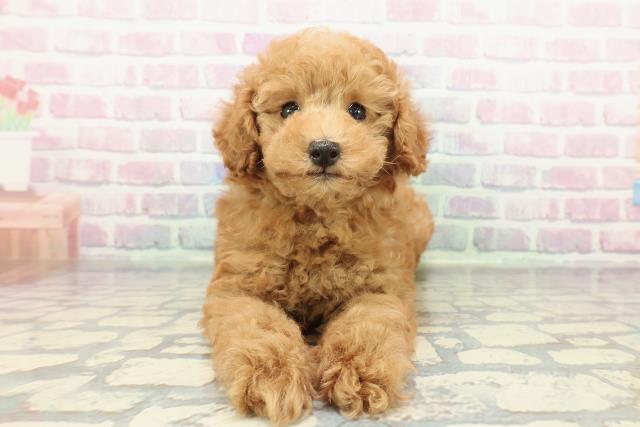 静岡県のトイプードル(トイ) (Coo&RIKU掛川店/2025年12月20日生まれ/男の子/アプリコット)の子犬の1枚目の画像