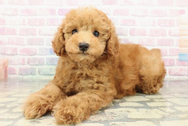 静岡県のトイプードル(トイ) (Coo&RIKU掛川店/2025年12月20日生まれ/男の子/アプリコット)の子犬の2枚目の画像