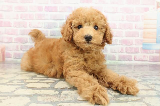 静岡県のトイプードル(トイ) (Coo&RIKU掛川店/2025年12月20日生まれ/男の子/アプリコット)の子犬の3枚目の画像