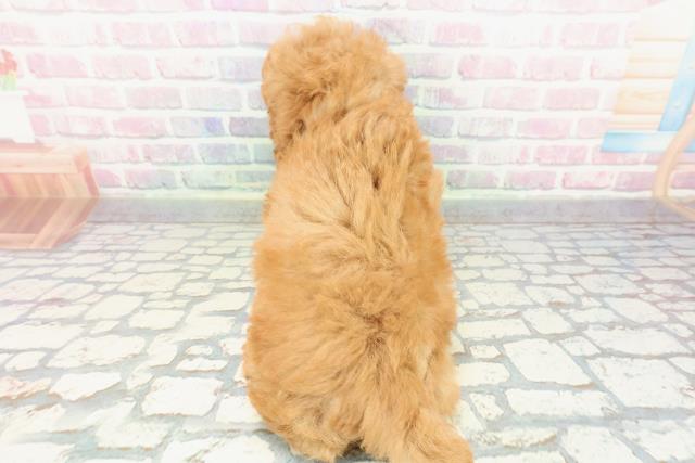 静岡県のトイプードル(トイ) (Coo&RIKU掛川店/2025年12月20日生まれ/男の子/アプリコット)の子犬の4枚目の画像