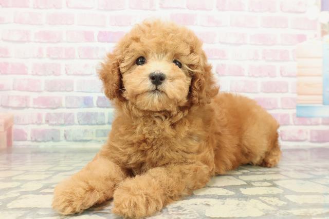 福島県のトイプードル(トイ) (Coo&RIKU会津若松店/2025年12月20日生まれ/女の子/アプリコット)の子犬の2枚目の画像