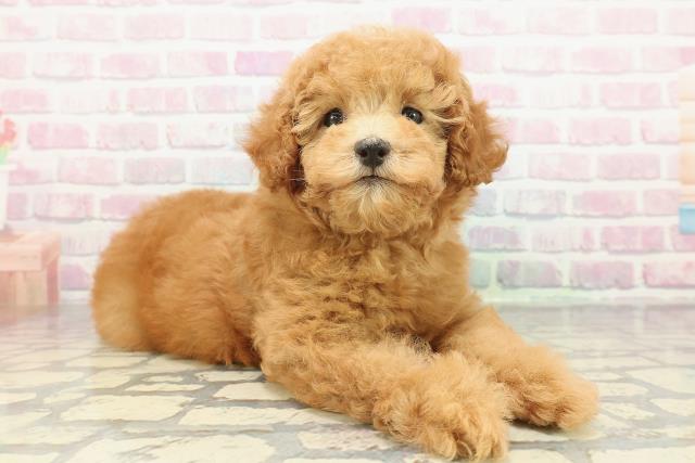 福島県のトイプードル(トイ) (Coo&RIKU会津若松店/2025年12月20日生まれ/女の子/アプリコット)の子犬の3枚目の画像