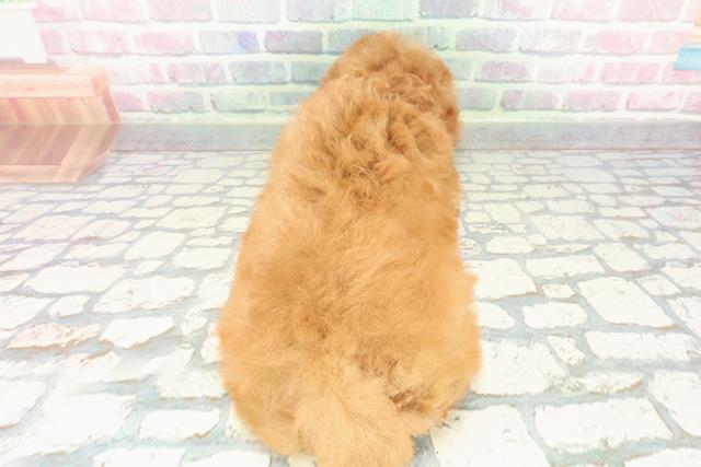 福島県のトイプードル(トイ) (Coo&RIKU会津若松店/2025年12月20日生まれ/女の子/アプリコット)の子犬の4枚目の画像