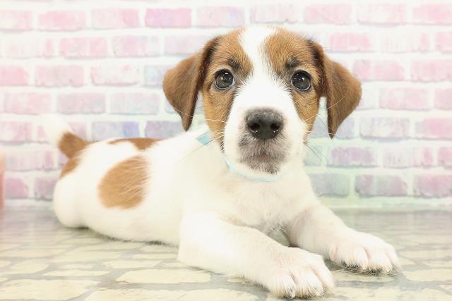 長野県のジャックラッセルテリア (Coo&RIKU長野店/2025年12月20日生まれ/男の子/ホワイトタン)の子犬の3枚目の画像