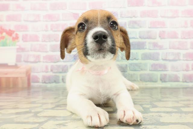 神奈川県のジャックラッセルテリア (Coo&RIKU相模原店/2025年12月20日生まれ/女の子/ホワイトタン)の子犬の1枚目の画像