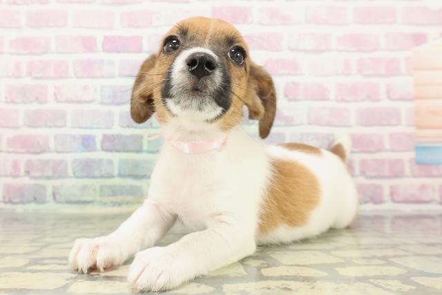 神奈川県のジャックラッセルテリア (Coo&RIKU相模原店/2025年12月20日生まれ/女の子/ホワイトタン)の子犬の2枚目の画像