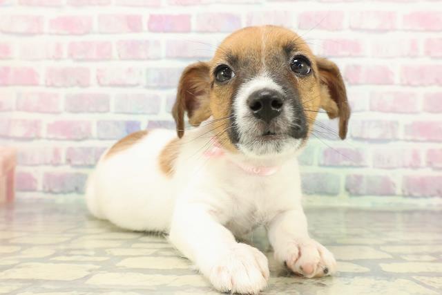 神奈川県のジャックラッセルテリア (Coo&RIKU相模原店/2025年12月20日生まれ/女の子/ホワイトタン)の子犬の3枚目の画像