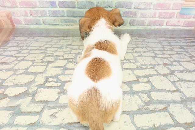 神奈川県のジャックラッセルテリア (Coo&RIKU相模原店/2025年12月20日生まれ/女の子/ホワイトタン)の子犬の4枚目の画像