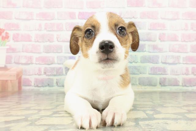 ジャックラッセルテリア